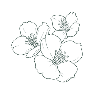 Line drawing of three blooming flowers with five petals each, detailed with visible stamens in the center. The illustration is simple and monochrome on a white background.