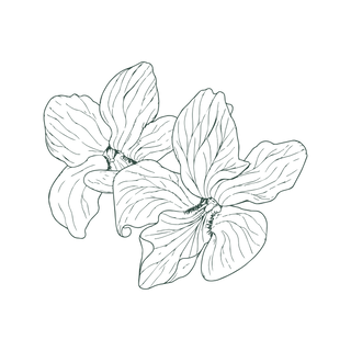 Line drawing of two overlapping flowers with large, detailed petals and visible veins, set against a plain white background.