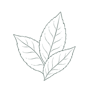 A simple line drawing of three overlapping leaves with visible veins, arranged in a fan shape on a plain white background.