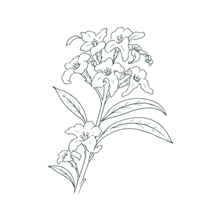 Line drawing of a flower stem with multiple blooming flowers and elongated leaves, depicted in a simple, minimalist style on a plain background.