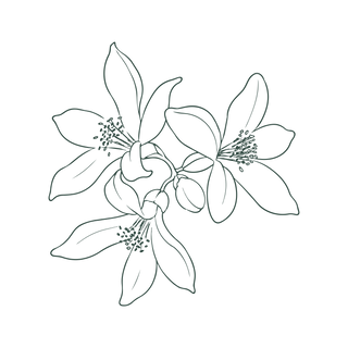 Line drawing of three blooming flowers with five petals each, overlapping and facing different directions, with detailed stamens and a simple white background.
