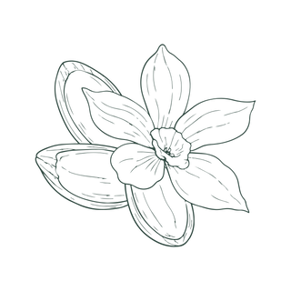 Line drawing of a vanilla flower with five petals in the center and two vanilla pods behind it, all sketched in a simple, minimalistic style on a white background.